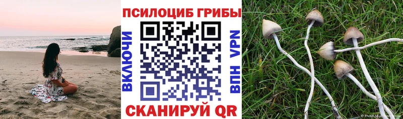 blacksprut как зайти  Купино  Псилоцибиновые грибы GOLDEN TEACHER 
